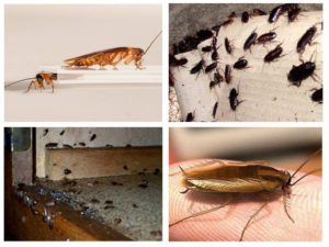 Уничтожение тараканов в Люберцах. Цены и методы