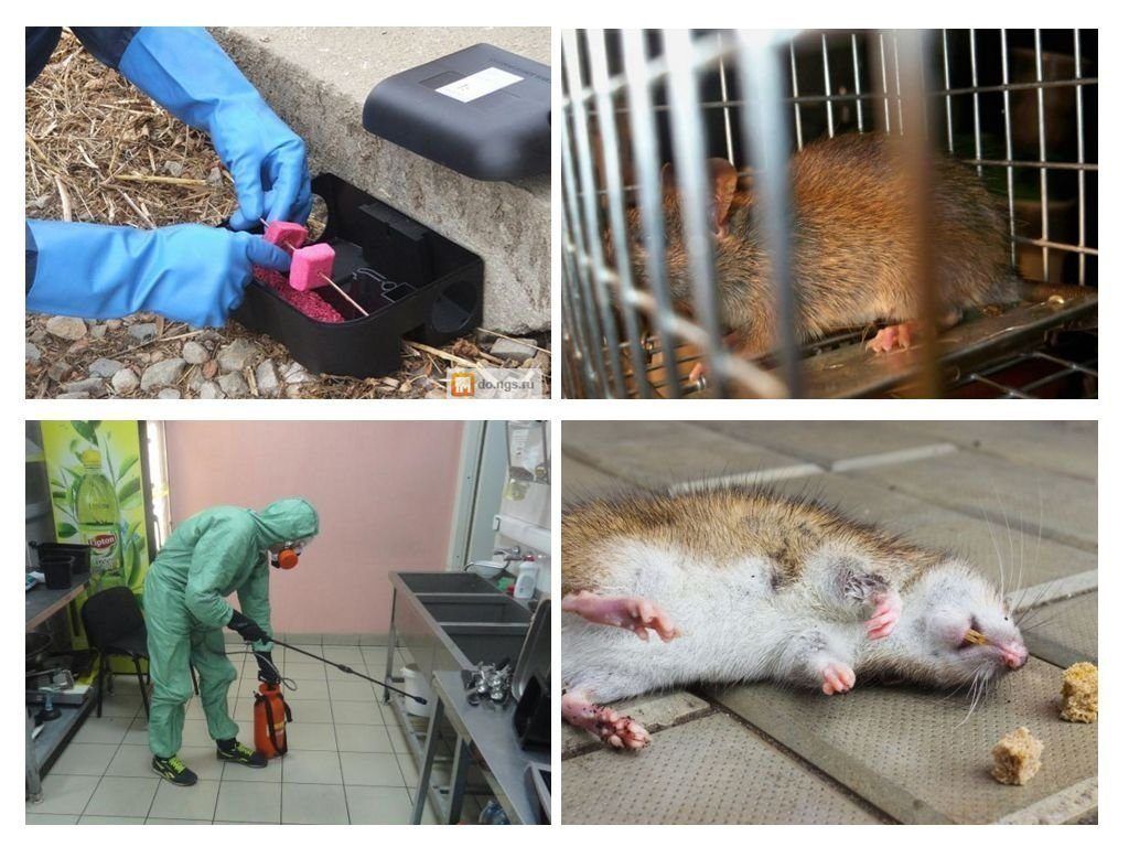 Дератизация от грызунов от крыс и мышей в Люберцах