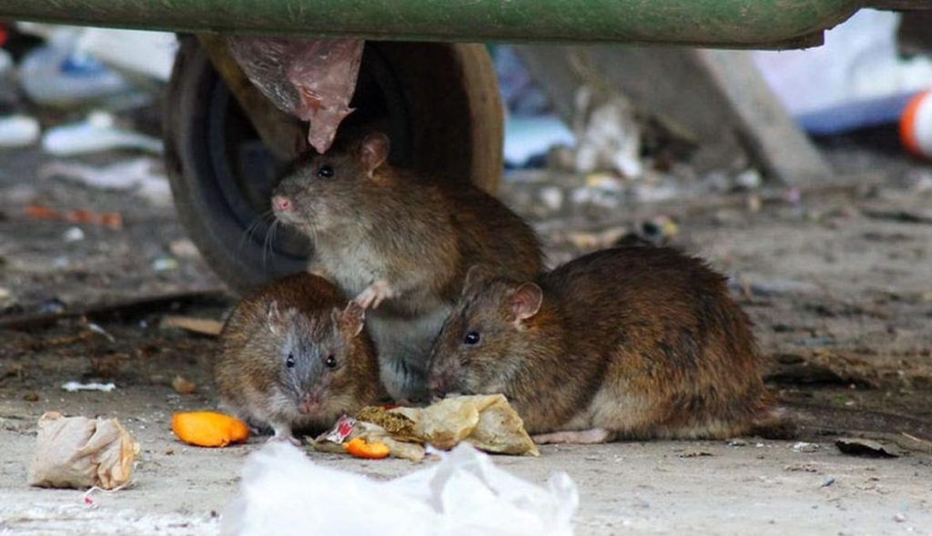 Травить грызунов крыс и мышей в Люберцах