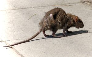 Фирма по уничтожению грызунов, крыс и мышей в Люберцах