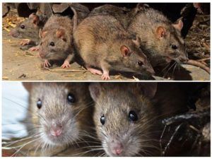 Травить грызунов крыс и мышей в Люберцах