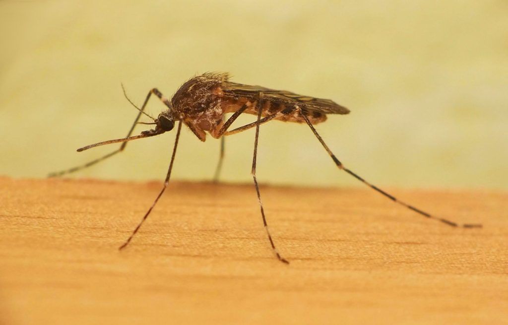 Уничтожение комаров в Люберцах