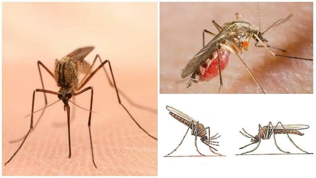 Уничтожение комаров в Люберцах