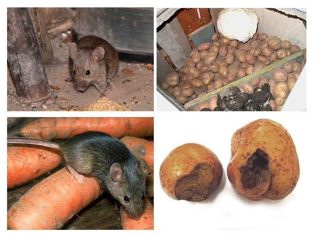 Обработка от грызунов крыс и мышей в Люберцах
