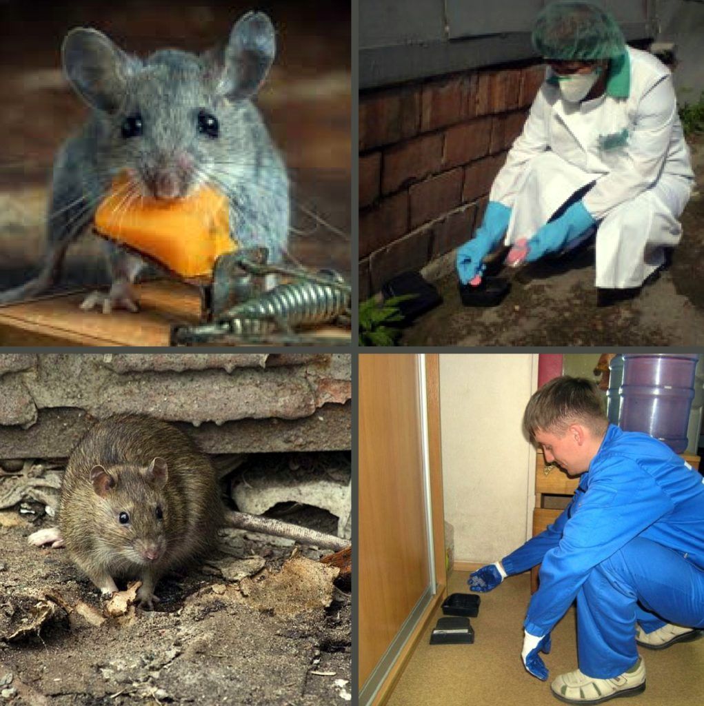 Дезинфекция от грызунов, крыс и мышей в Люберцах