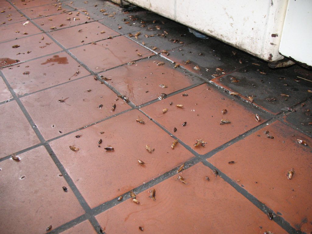 Уничтожение тараканов в квартире в Люберцах 