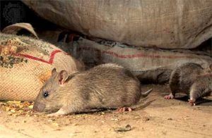Дератизация от грызунов от крыс и мышей в Люберцах