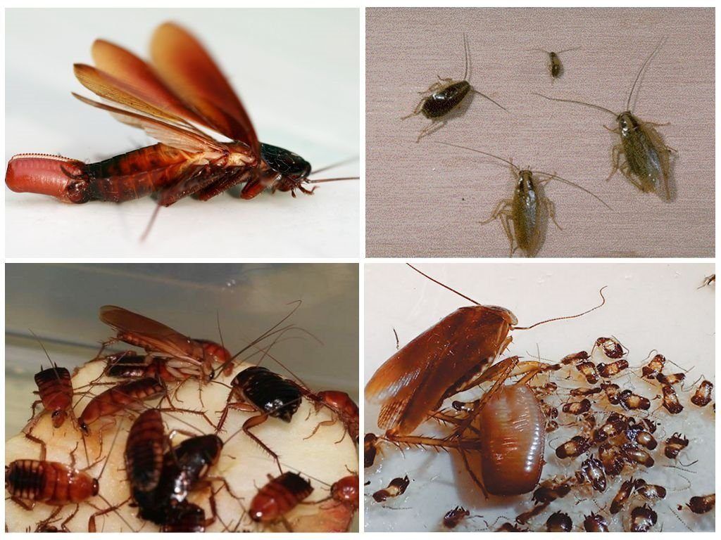 Уничтожение тараканов в квартире в Люберцах 