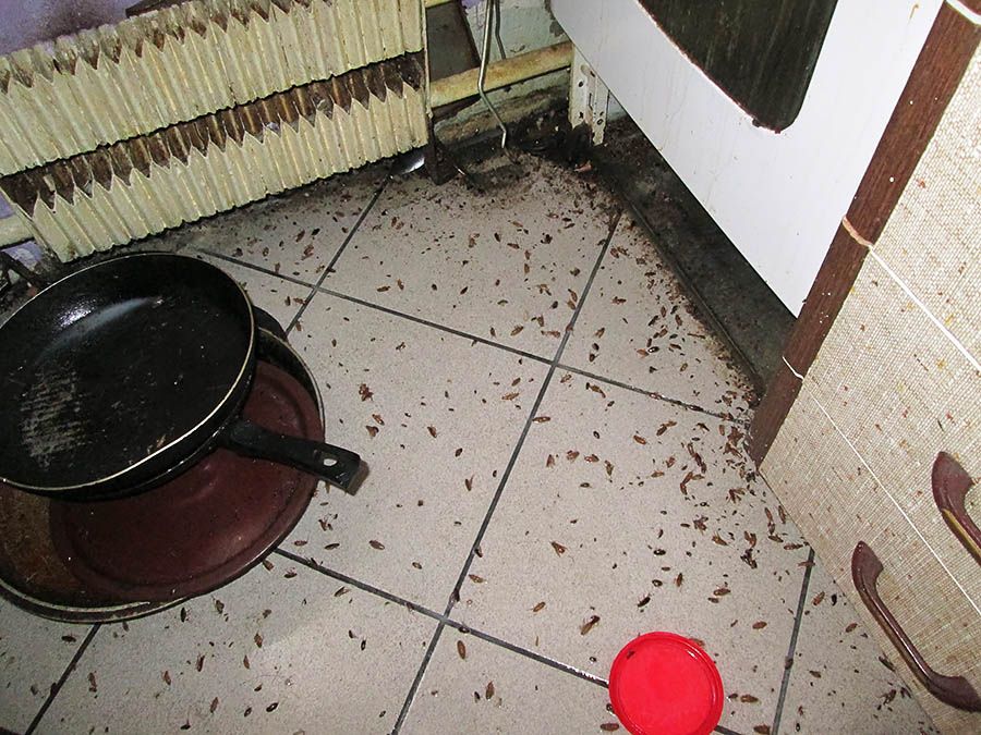 Санэпидемстанция от тараканов в Люберцах, вызвать, цены